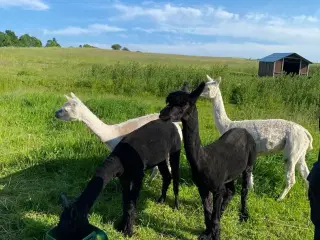 4 Alpaca til salg