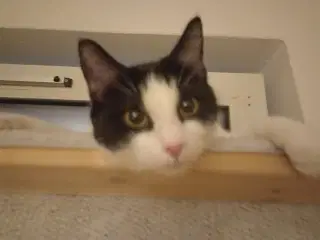 Hund kat med tilbehør