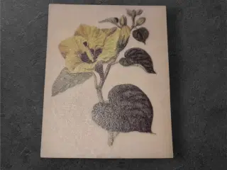 Botaniske papirark med gul blomst og lys baggrund