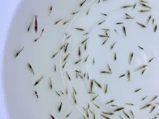 Flotte mix akvarierejer