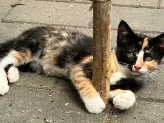 Kattekillinger
