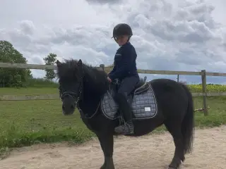 Sød trækturs pony.