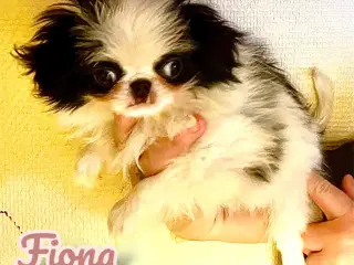 Japanese Chin hvalpe