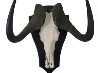 Jagttrofæ, Afrikansk Gnu