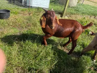 Boer bukke kid 