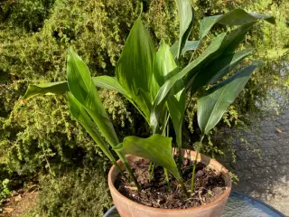 Flot Aspidistra plante 