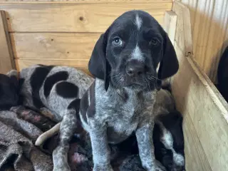 Ruhåret hønsehund / kleiner münsterlænder 