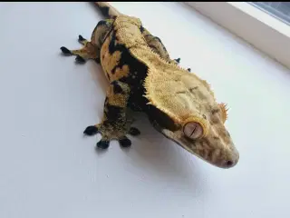 Krone gekko “ Extreme Harlequin “ 