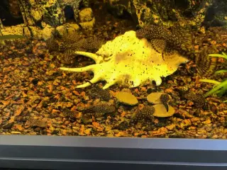 Akvariefisk sugemaller