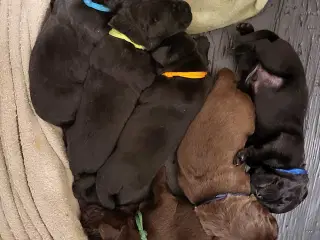 Labrador Hundehvalpe 