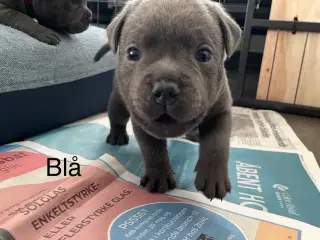 Blå Staffy salgsklar fra d 13/2-26