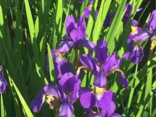 Forskellige planter
