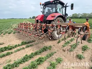 Radrenser Kongskilde
