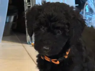 Ny Pris ! Goldendoodle  mellem str Rejseklar 