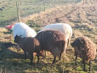 At købe en Vædder 
