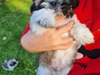 Shih Tzu-hvalpe 