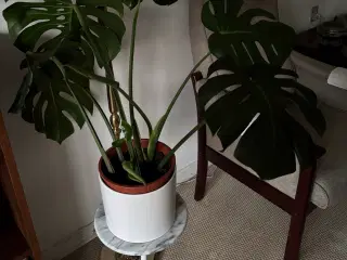Stue plante