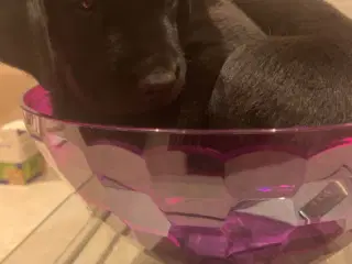 Labrador hvalpe tæve