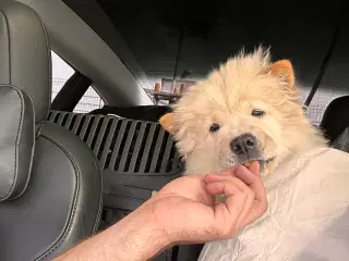 Smuk Chow Chow han – 6 måneder, sund og legesyg 🐾