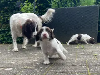 Engelske Springer Spaniel