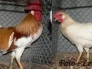 Rødsadlet dværghøns