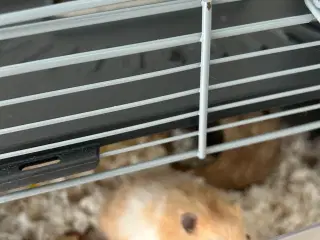 Hamster 16 uger