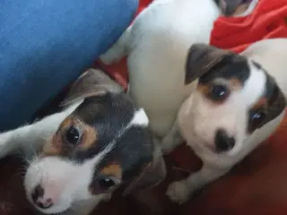 3 små søde JRT