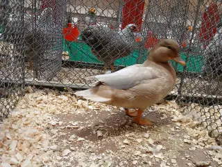 æg af Mignon ænder