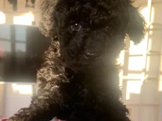 Havapoo hundehvalpe 