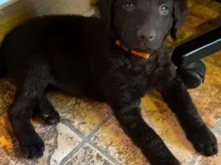 Labradoodle hvalpe søger nye hjem