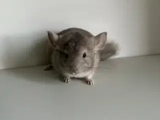 Beige HUN chinchilla 