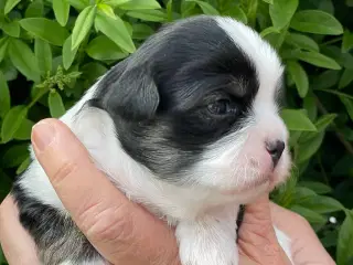 Lhasa apso hvalpe 