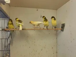 Brogede kanariefugle 