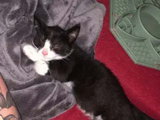 Ung han kat søger nyt hjem 