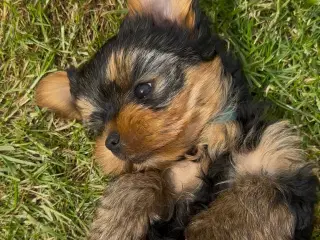 Yorkshire terrier 🐾🐶