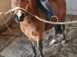 Dejlig pony søger nyt hjem 