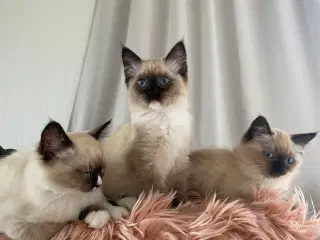 Smukke Ragdoll killinger
