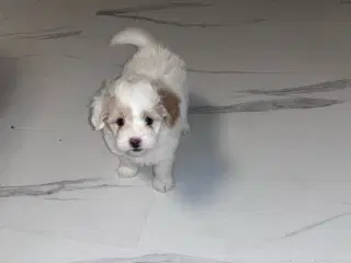 Cottonpoo eller potton hvalpe