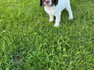 engelsk springer spaniel