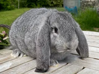FRANSK VÆDDER HAN CHINCHILLA