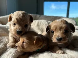 Teacup Maltipoo 