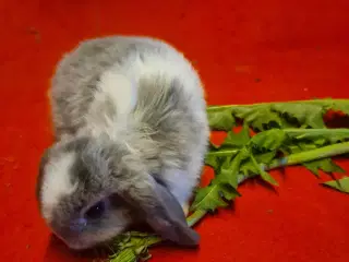 Mini Lop Kaninunger 