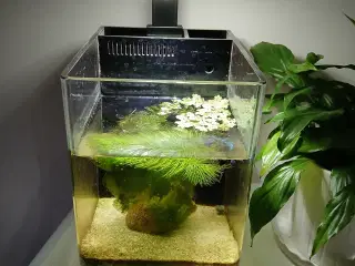 Akvarie mes indhold