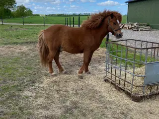 Selskabs hest