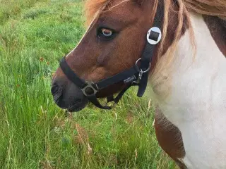 Shetlandspony 