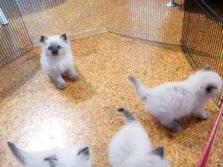Ragdoll 