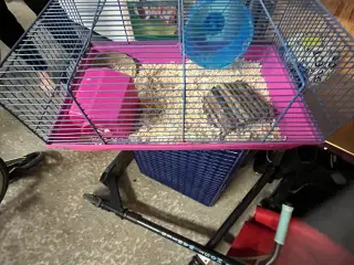 Hamster