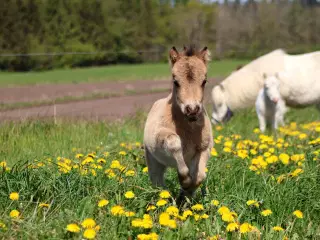 Buckskin shetlandspony hingsteføl fra 25. 