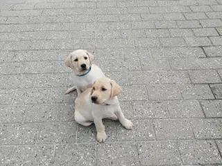 Gule labrador hvalpe.