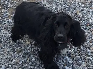 Nanna søger nyt hjem